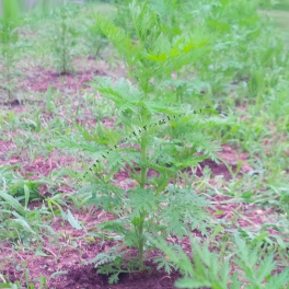 Artemisia Annua Semi Pianta Biologica Italiana Coltivata a Mano Antimalarica Antitumorale